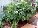 Cascade Palm, Cataract Palm,Mexican Hat Palm,Chamaedorea atrovirens,نخل کلاه مکزیکی

